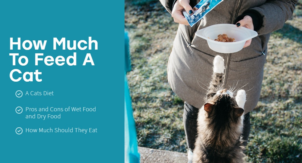 How Much To Feed A Cat