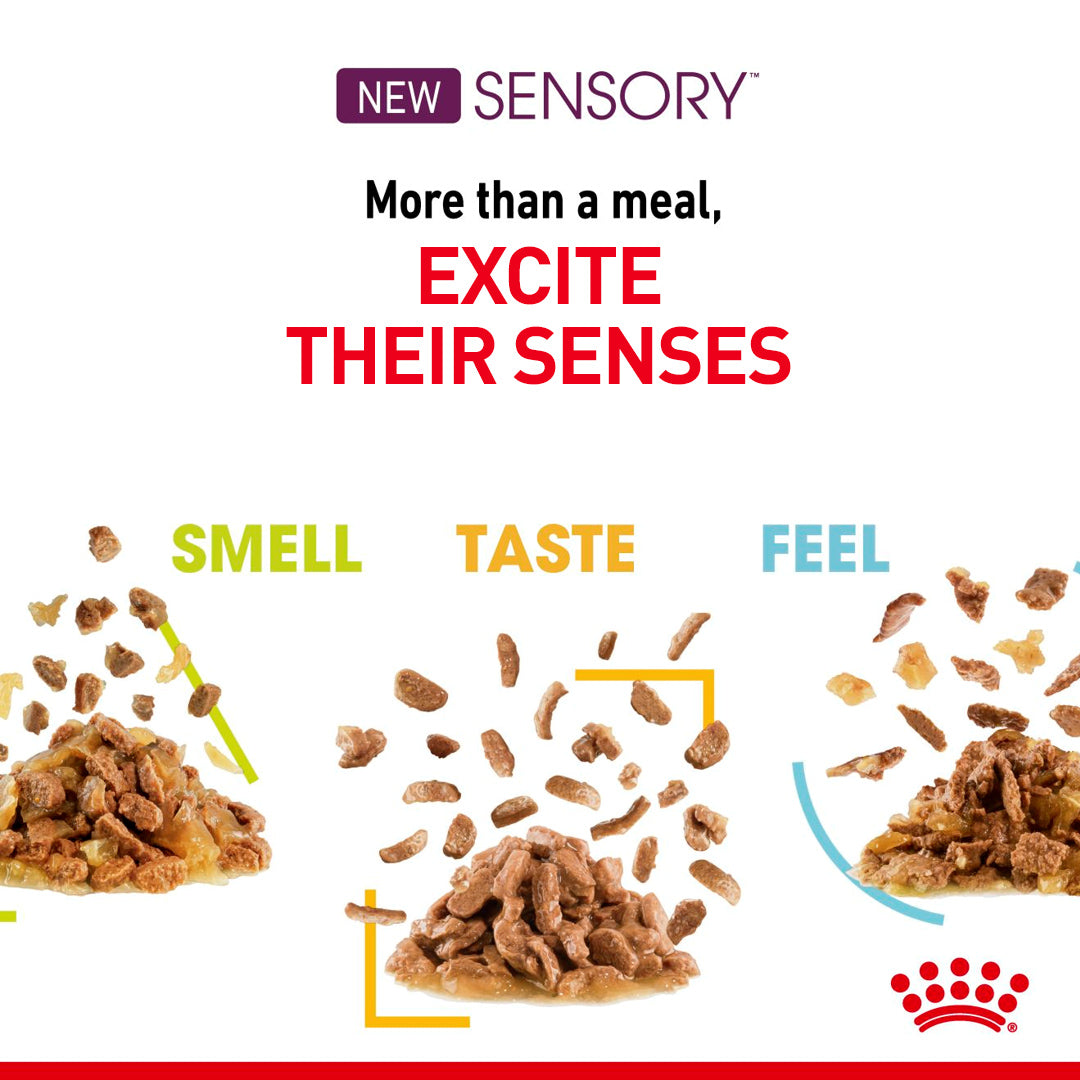 Royal Canin Sensory Taste In Gravy Adult Wet Cat Food, 85g x 12 Pack