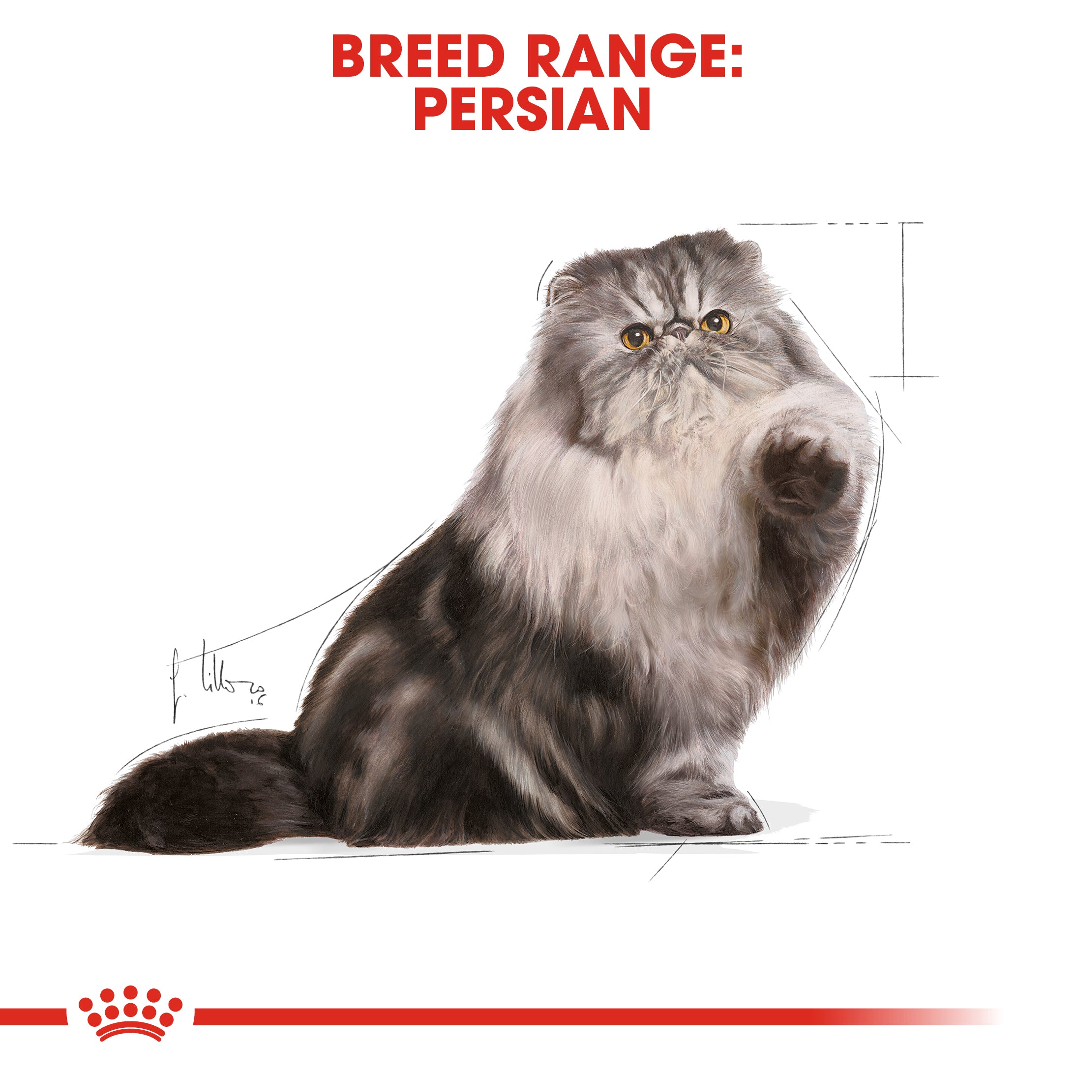 Royal Canin Persian Adult Wet Cat Food in Loaf, 85g x 12 Pack