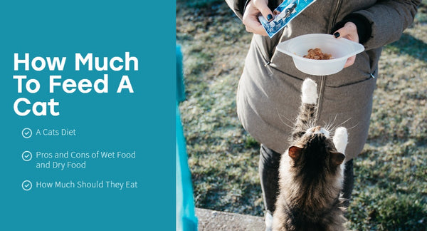 How Much To Feed A Cat