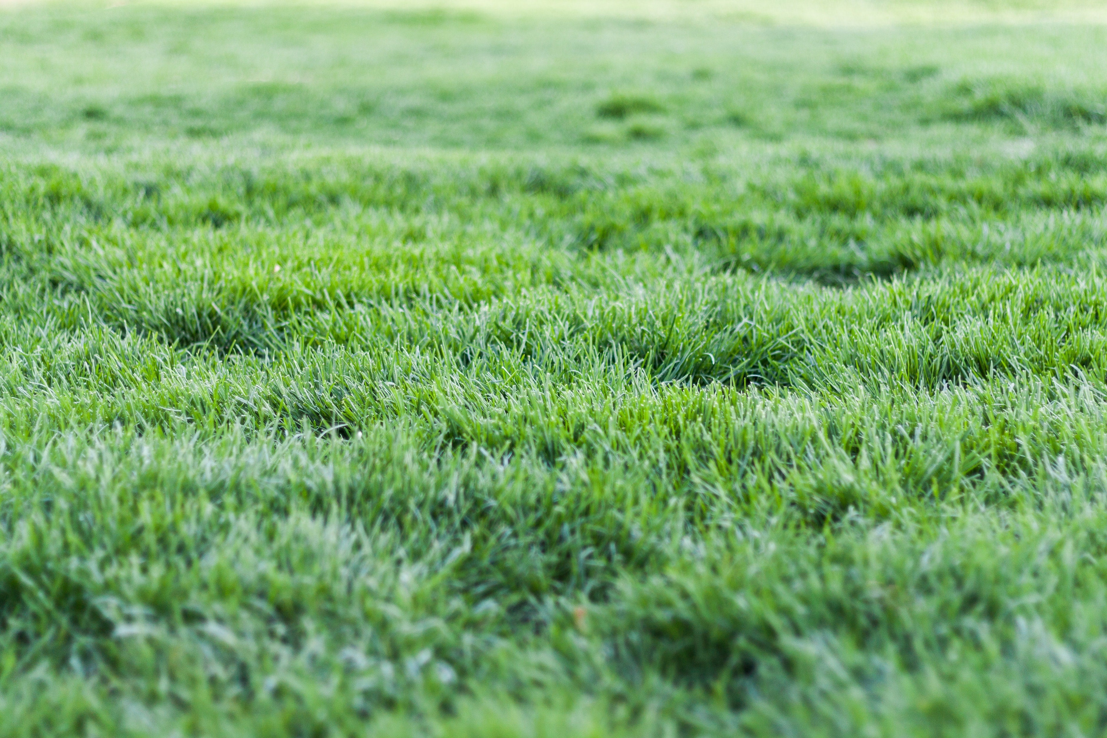 Lawn