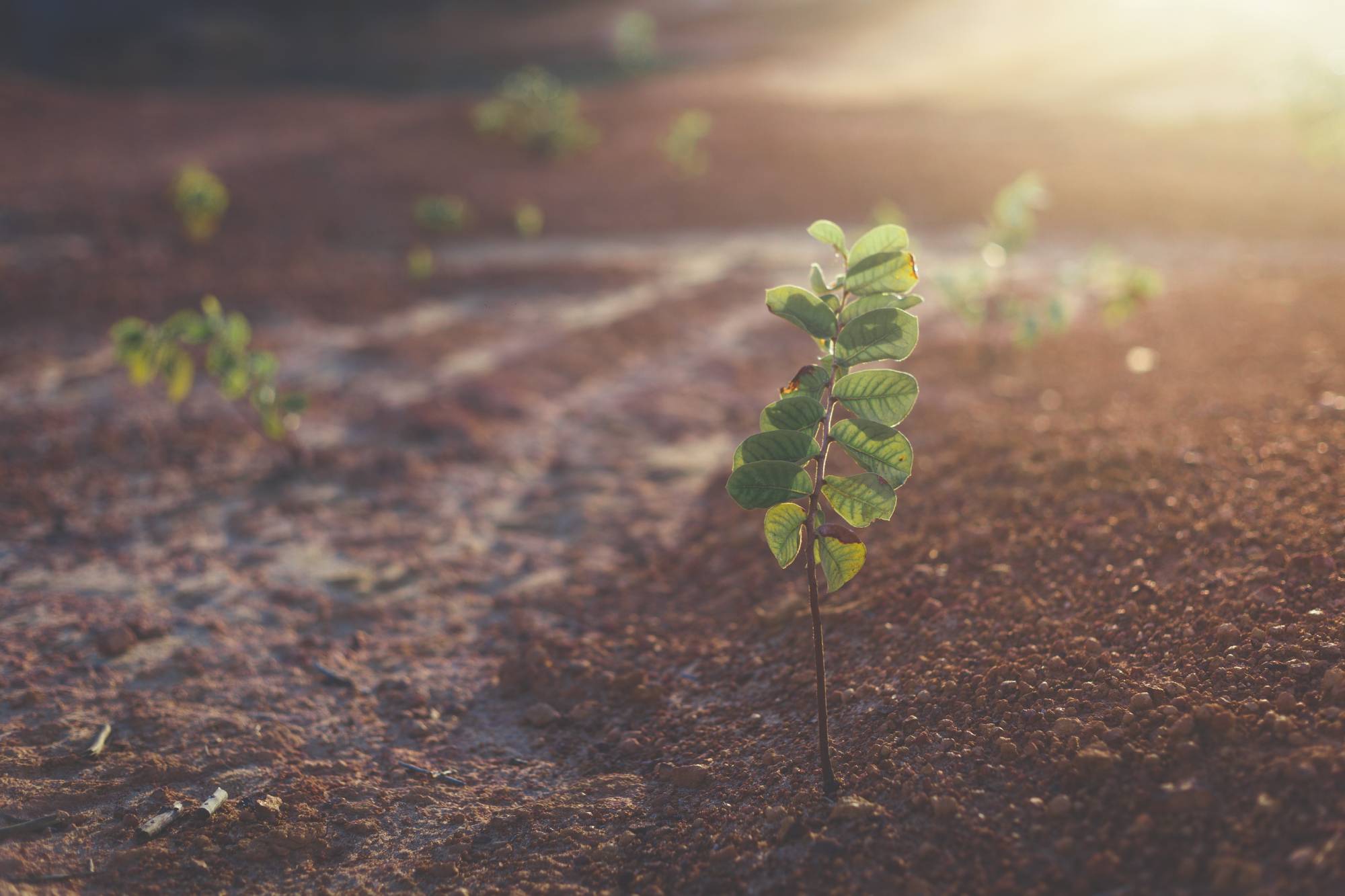 Soil