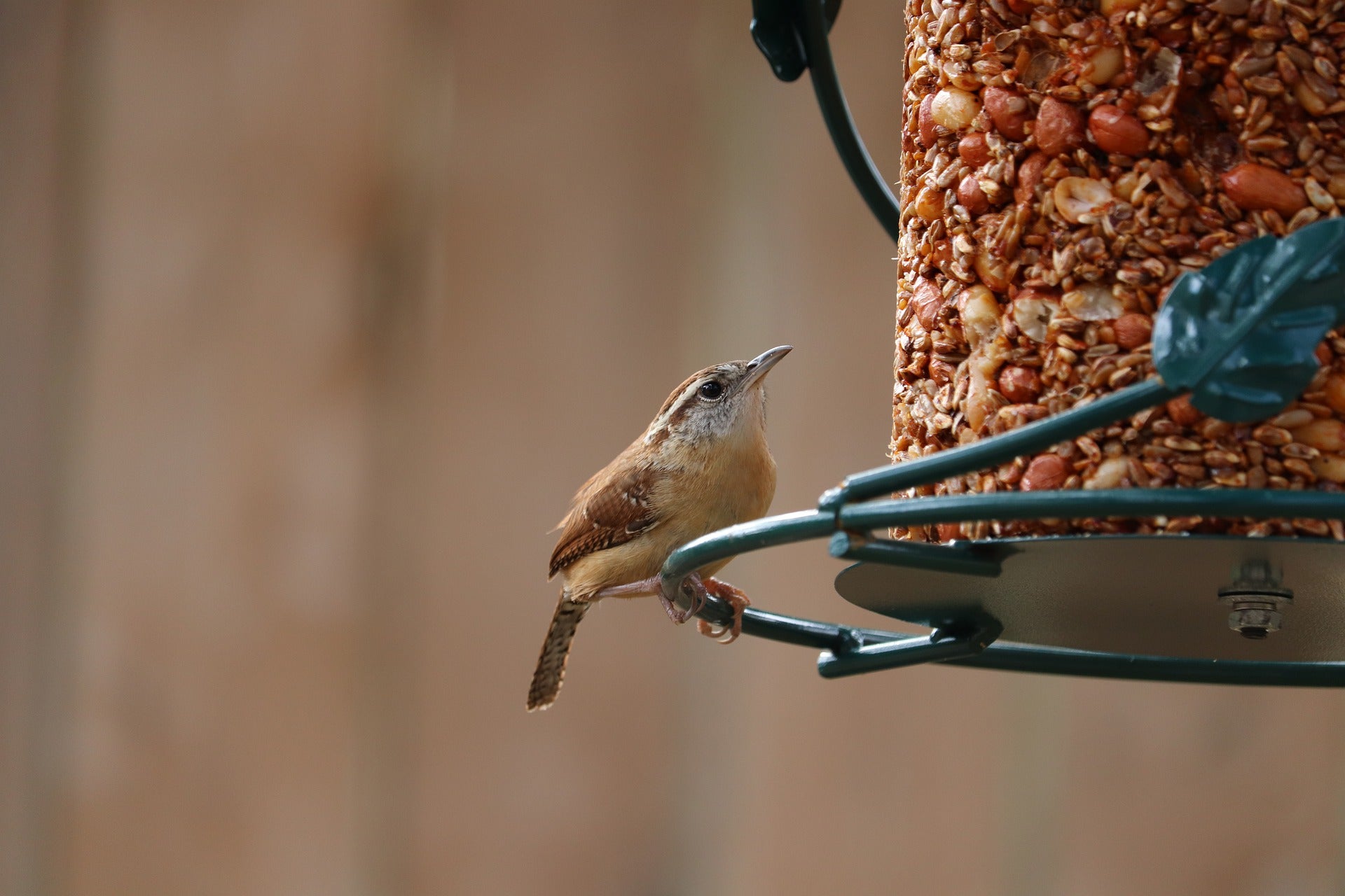 Bird Food