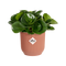 Vibes Fold 7cm Mini Round Plastic Indoor Plant Pot - Delicate Pink