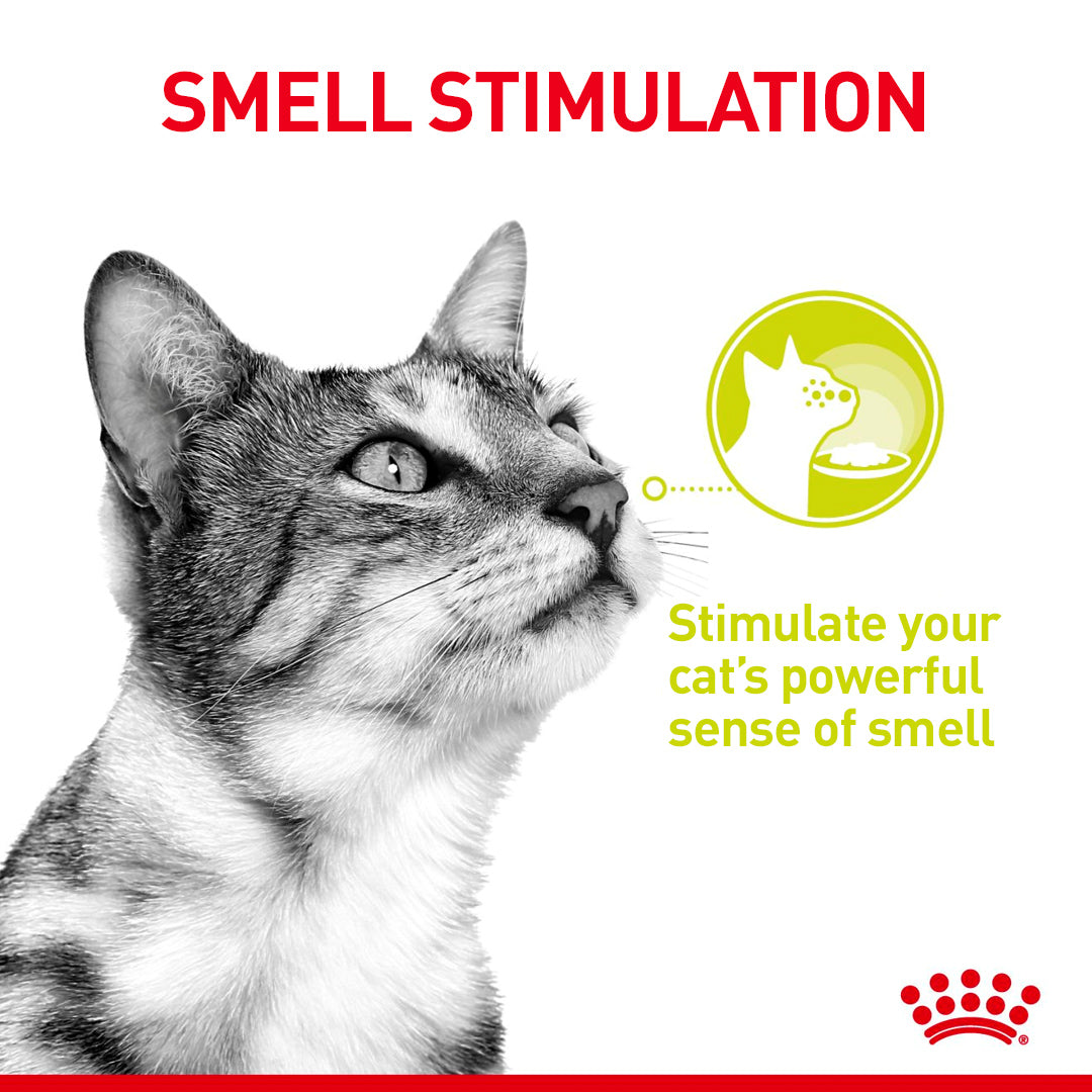 Royal Canin Sensory Smell In Gravy Adult Wet Cat Food, 85g x 12 Pack