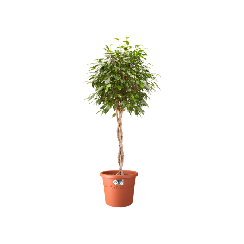 Algarve Cilindro Wheels 58cm Pot - Terra