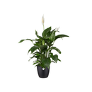 Brussels Round 20cm Pot - Black