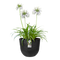 Fuente Lily 30cm Round Plastic Indoor & Outdoor Plant Pot - Onyx Black