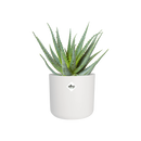 B.for Soft Round 25cm Pot - White