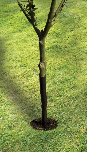 61cm Spiral Tree Guard