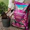 Ericaceous Planting & Potting Mix - 10L