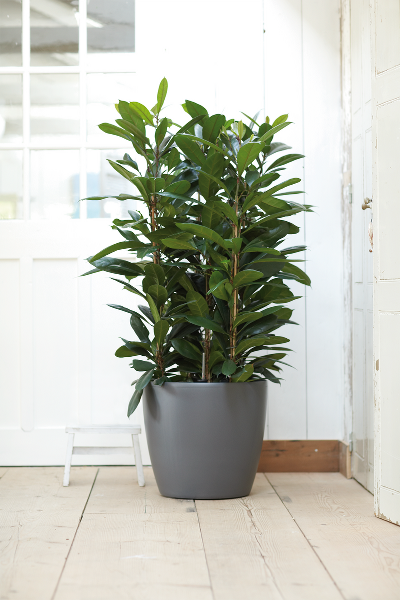 Brussels Round Wheels 40cm Pot - Anthracite