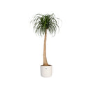 White B.for Soft Round Flowerpot - 22cm