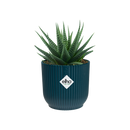 Vibes Fold 7cm Mini Round Plastic Indoor Plant Pot - Deep Blue