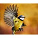 Hammered Steel Seed Feeder - 2 port