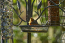 Secret Garden Dining Station for Wild Birds