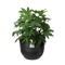 Fuente Rings 30cm Round Plastic Indoor & Outdoor Plant Pot - Onyx Black