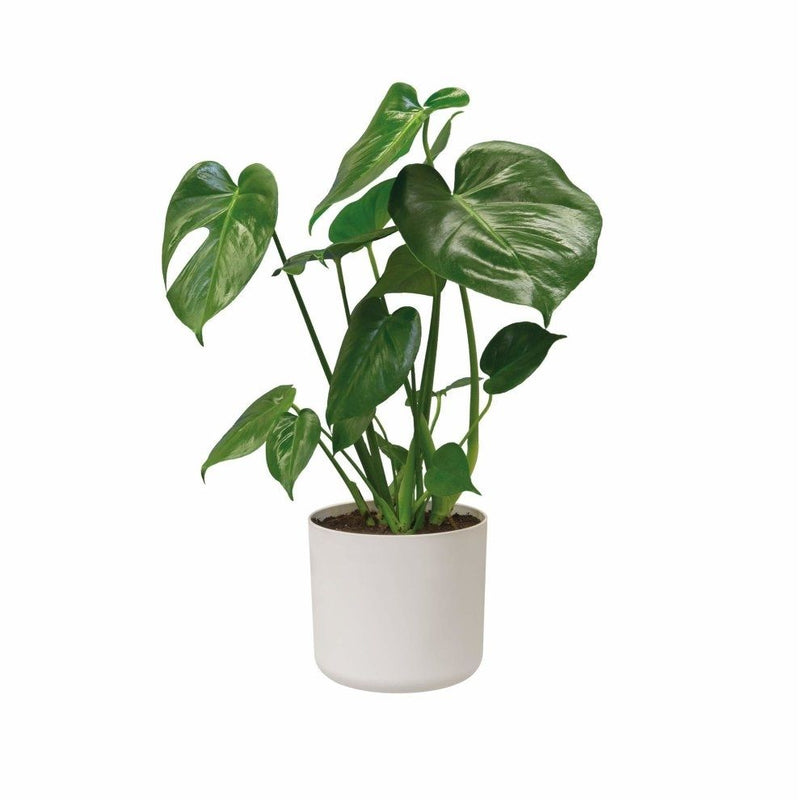 White B.for Soft Round Flowerpot - 30cm