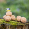 Fat Balls for Wild Birds, High Energy Food, Suet Balls for Wild Birds, Suitable for Year-round Feeding (Box of 50)