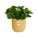 Vibes Fold 7cm Mini Round Plastic Indoor Plant Pot - Butter Yellow
