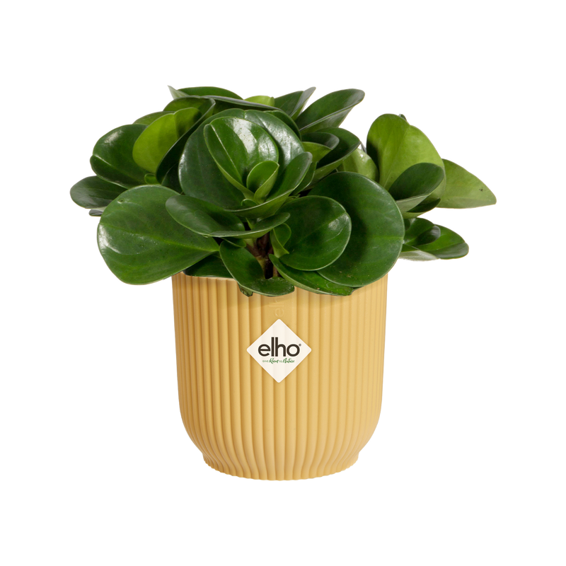 Vibes Fold 7cm Mini Round Plastic Indoor Plant Pot - Butter Yellow