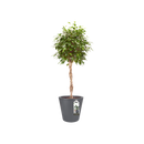 Elho Pure Straight Round 50 - Flowerpot - Anthracite - Indooroutdoor! - Ø 49.50 x H 51.00 cm