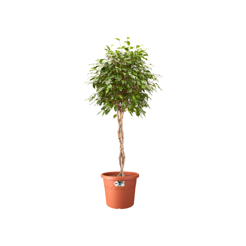 Algarve Cilindro Wheels 58cm Pot - Terra