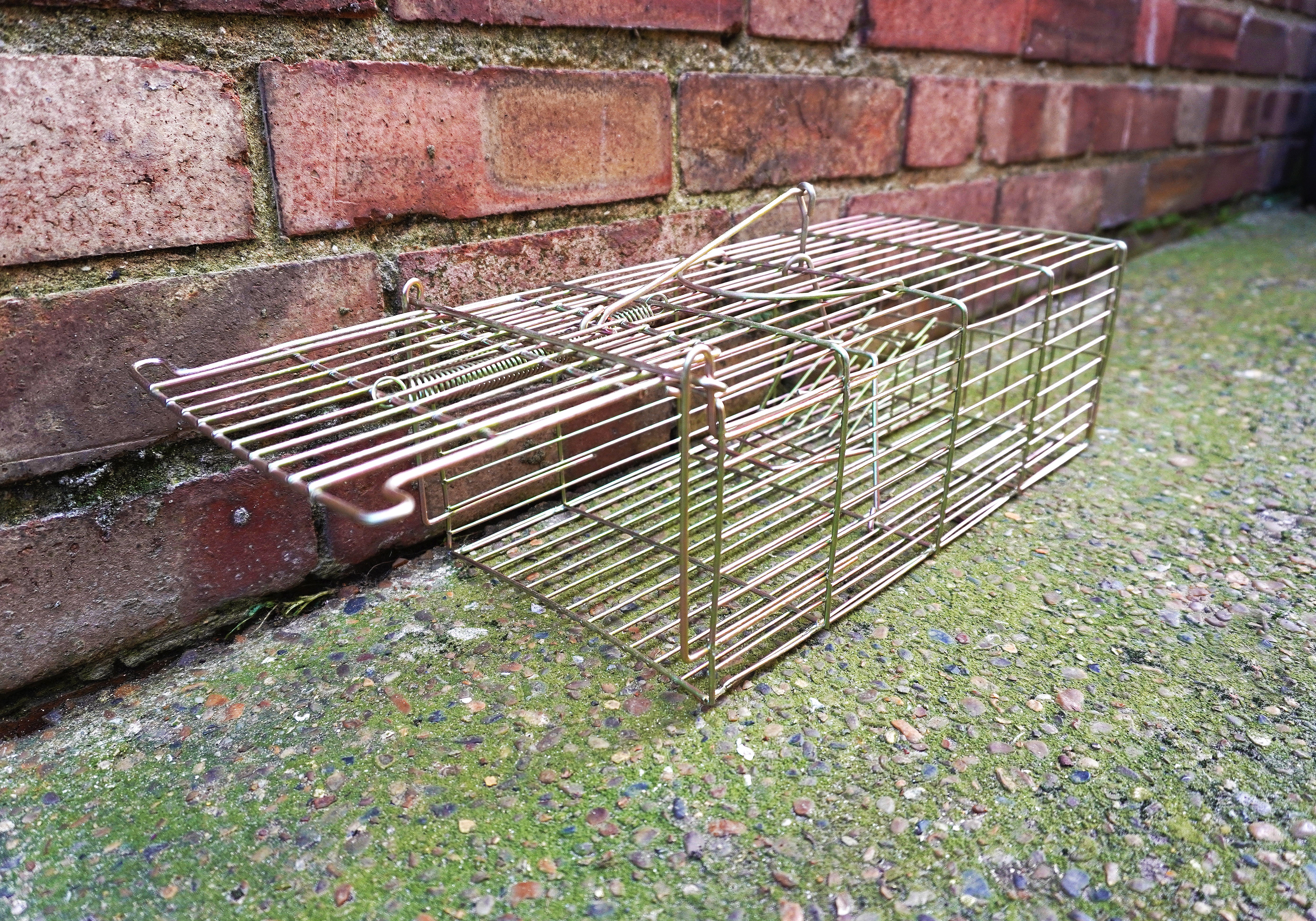 Rat Cage Trap
