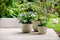 Fuente Lily 30cm Round Plastic Indoor & Outdoor Plant Pot - Pebble Grey