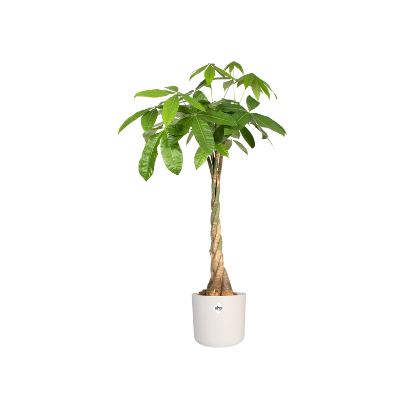 White B.for Soft Round Flowerpot - 30cm