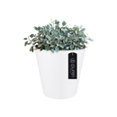 Pure 50cm Straight Round Plastic Indoor & Outdoor Plant Pot - White