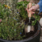 Container & Basket Planting Peat Free Mix 50L