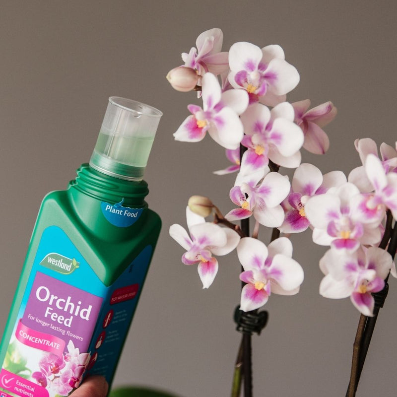 Orchid Feed Concentrate