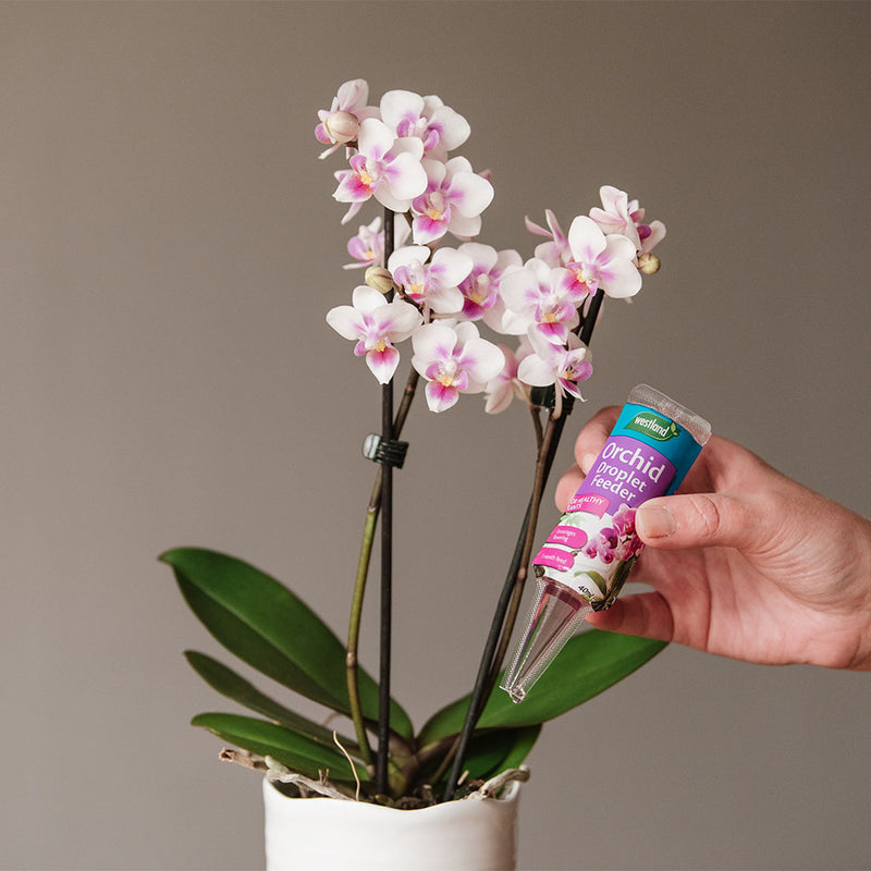 Orchid Droplet Feeder