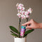 Orchid Droplet Feeder