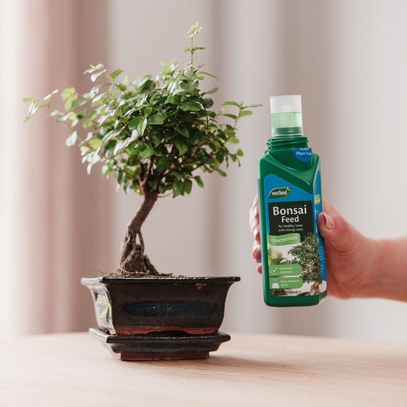 Bonsai Feed Concentrate