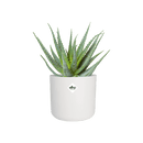 B.for Soft Round 14cm Pot - White