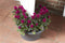 Corsica Door Stopper Flowerpot - Anthracite