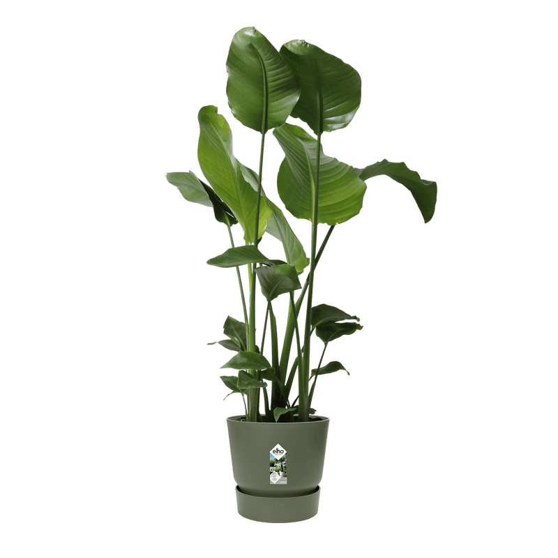 Greenville Round 47cm Pot - Leaf Green