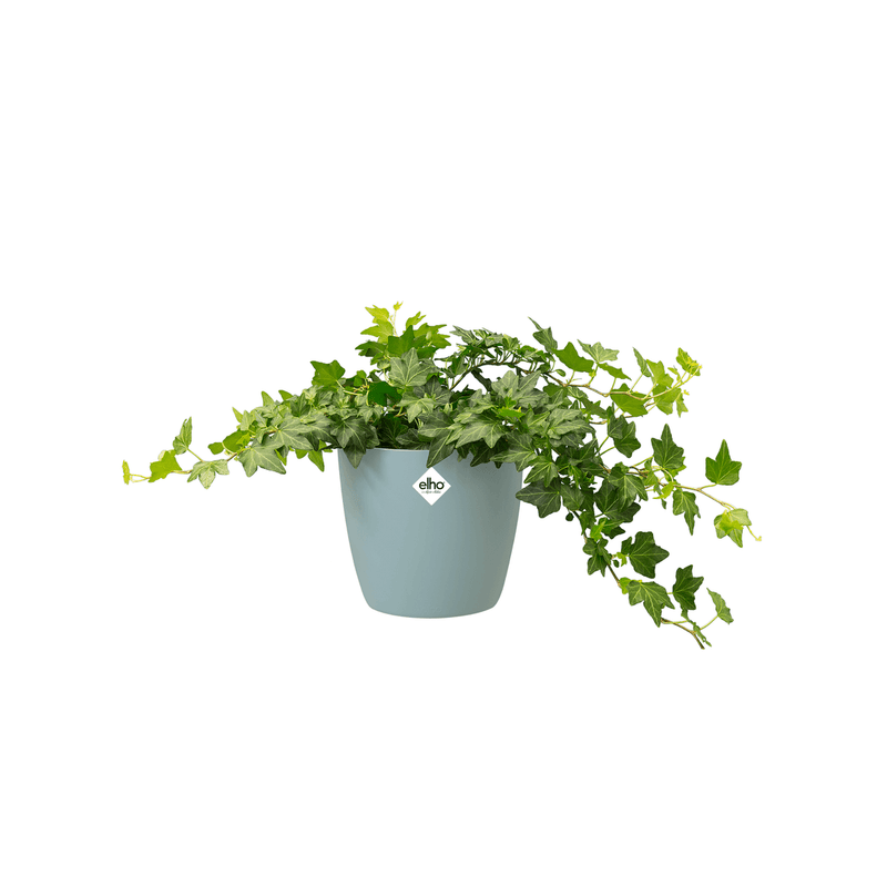 Brussels Round 16cm Pot - Mint