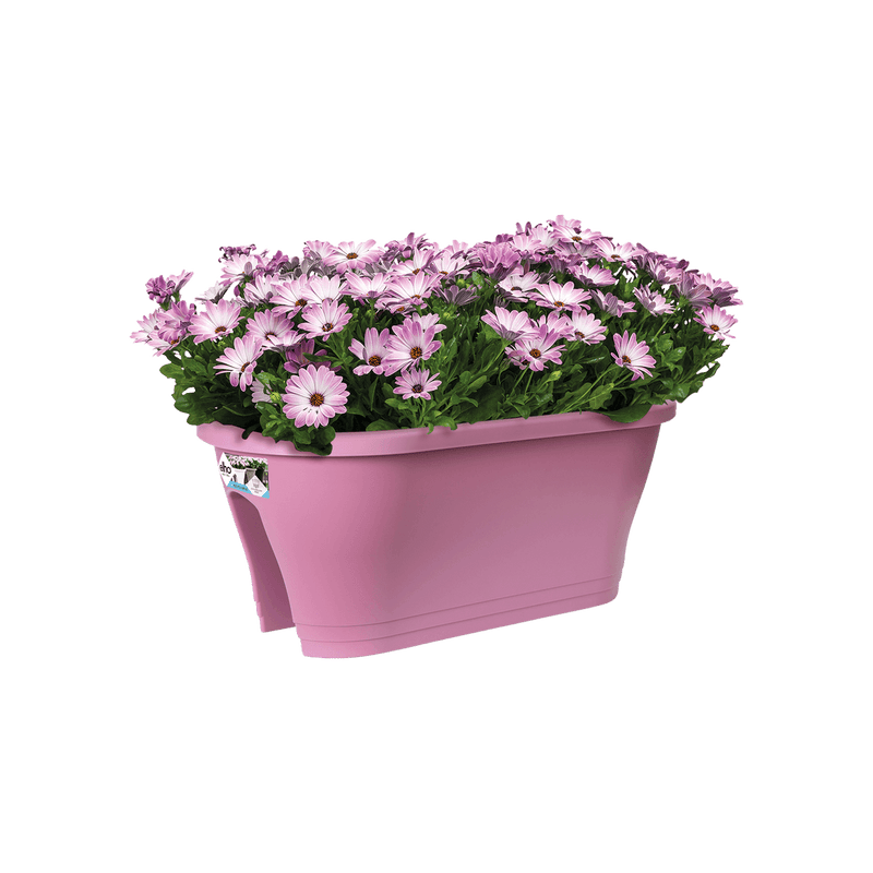 Corsica 60cm Flower Bridge - Vivid Violet