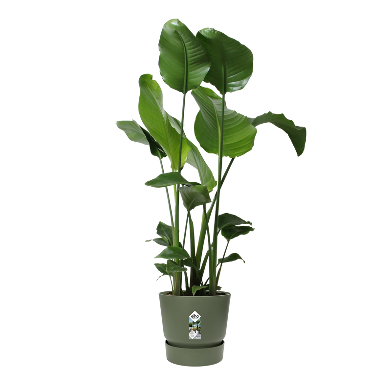 Greenville 30cm Round Plastic Ourdoor Plant Pot - Leaf Green