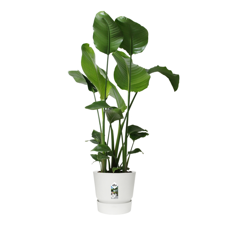 Greenville 30cm Round Plastic Ourdoor Plant Pot - White