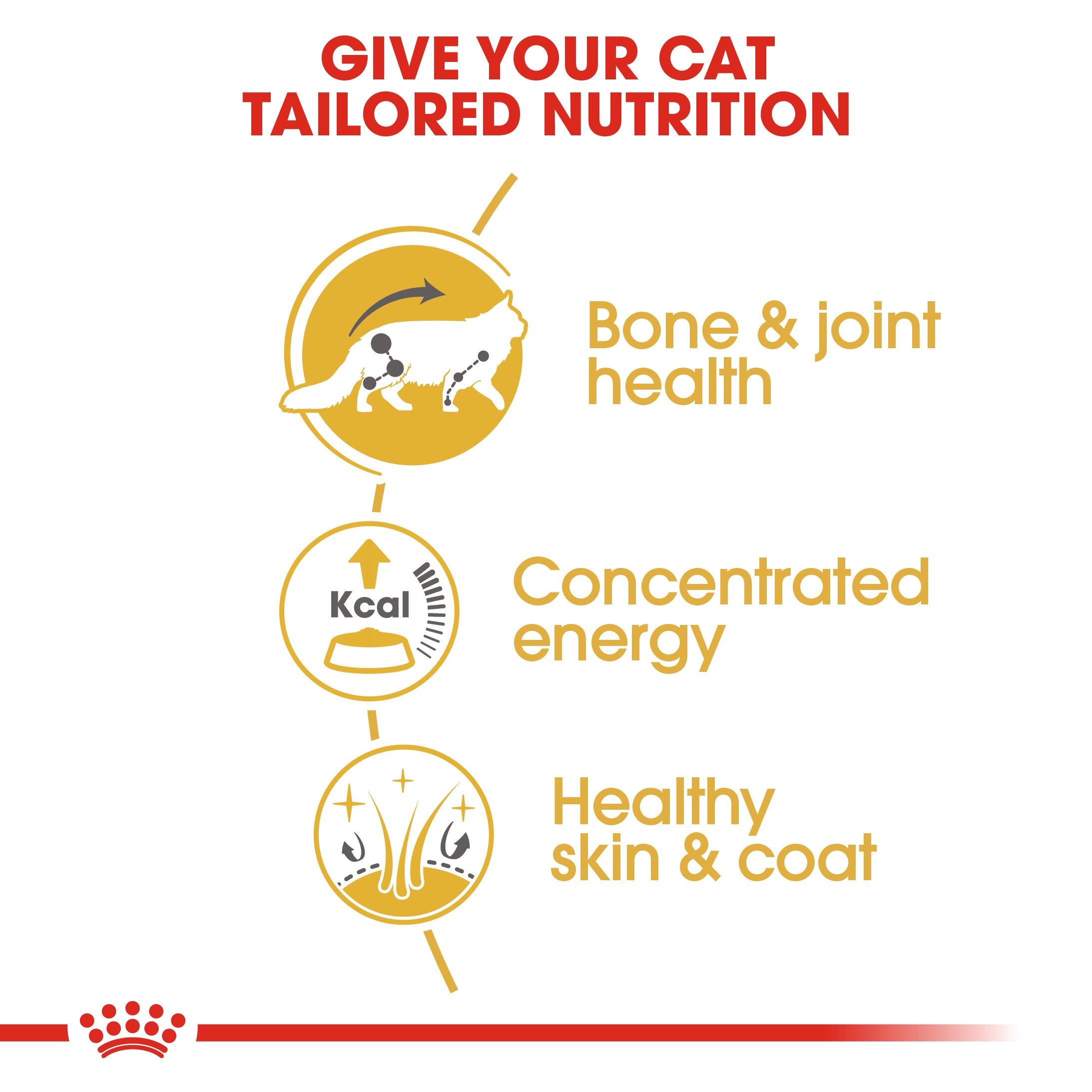 Royal Canin Maine Coon Adult Wet Cat Food in Gravy, 85g x 12 Pack
