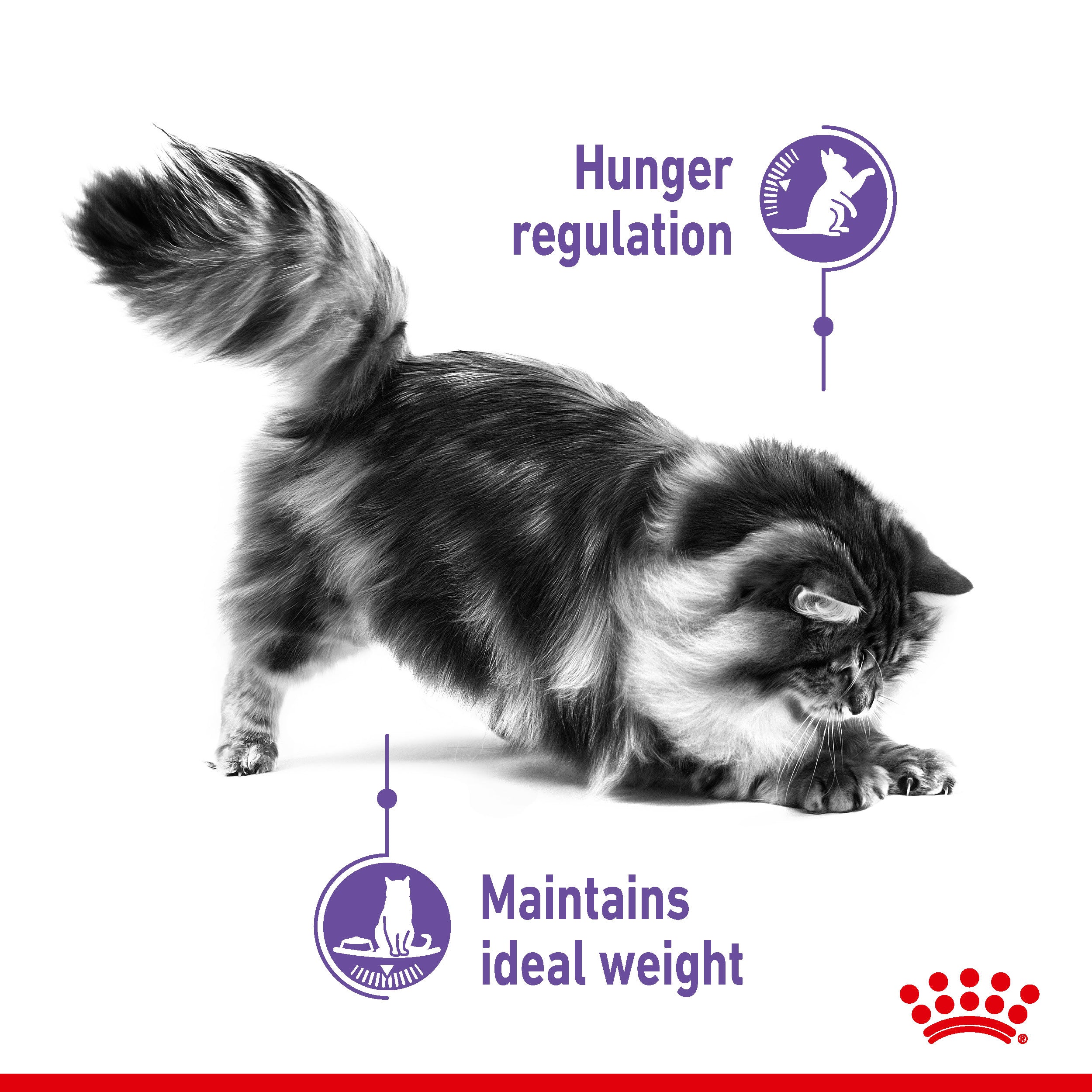 Royal Canin Appetite Control Care in Jelly Adult Wet Cat Food, 85g x 12 Pack
