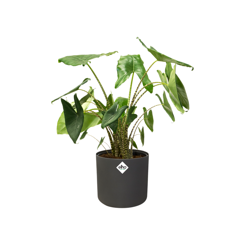 B.for 14cm Soft Round Plastic Indoor Plant Pot - Anthracite