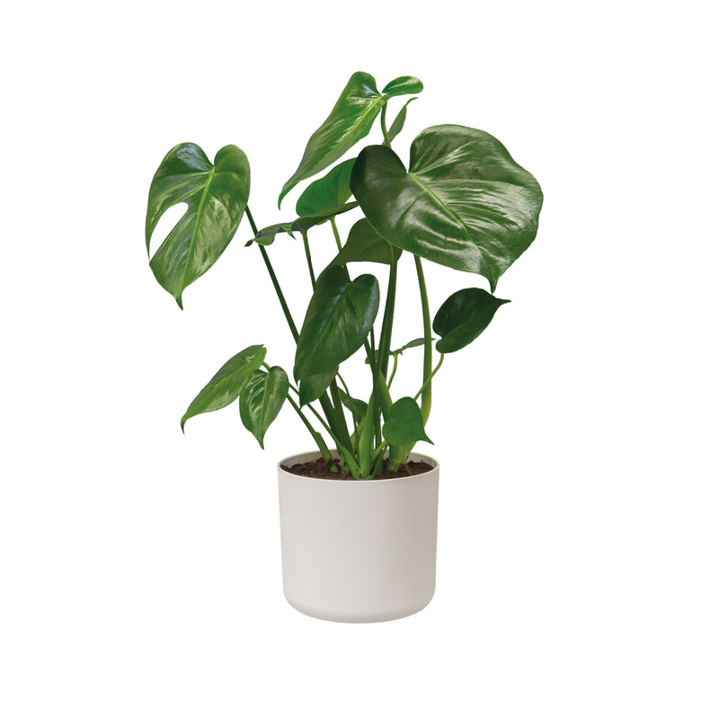 B.for 22cm Soft Round Plastic Indoor Plant Pot - White