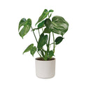 B.for 16cm Soft Round Plastic Indoor Plant Pot - White