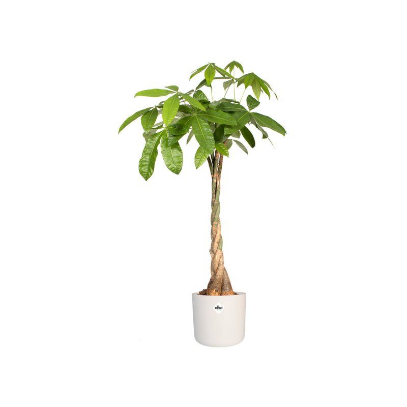 B.for 18cm Soft Round Plastic Indoor Plant Pot - White