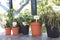 Green Basics White Plant Labels M - 5 Pack